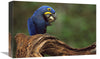 Hyacinth Macaw Eating Piassava Palm Nuts, Cerrado, Brazil-Canvas Art-18''X12''