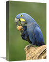 Hyacinth Macaw In Cerrado Habitat Eating Piassava Palm Nuts, Brazil-Canvas Art-12''X18''