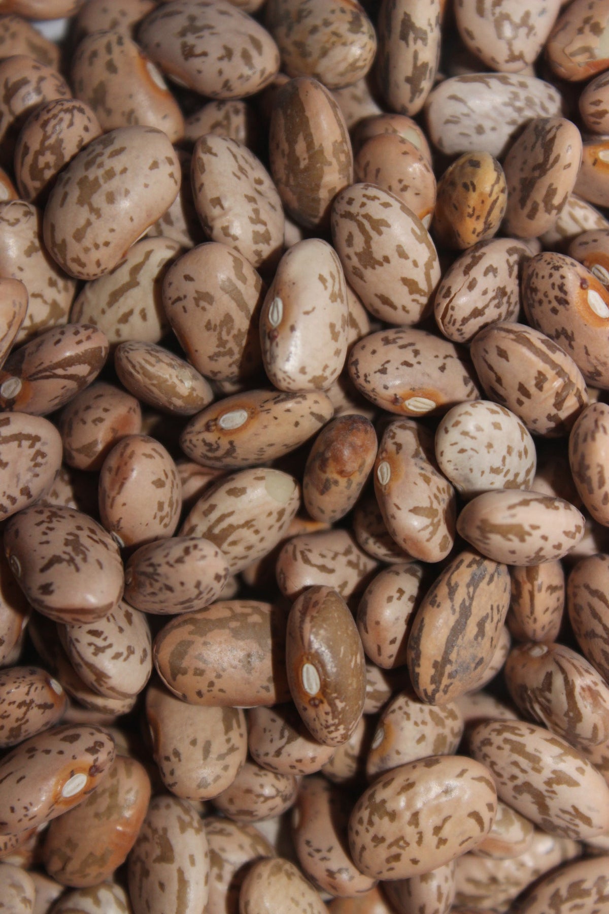 Ness Farms Pinto Beans, New Mexico Grown Dried Beans, 5 lb
