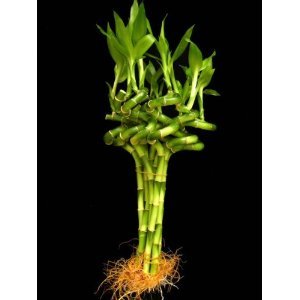 10 Stalks of 8 Inches Spiral Lucky Bamboo