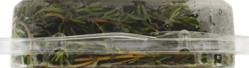 Jacobs Farm Organic Thyme, .75 Oz Clamshell