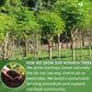 Moringa Leaf Tea Bags, 100% Natural & Pure from Moringa Leaves. Loose Leaf Moringa Herbal Tea. Moringa Leaf Tea. No Sugar, No Caffeine, No Gluten, Vegan