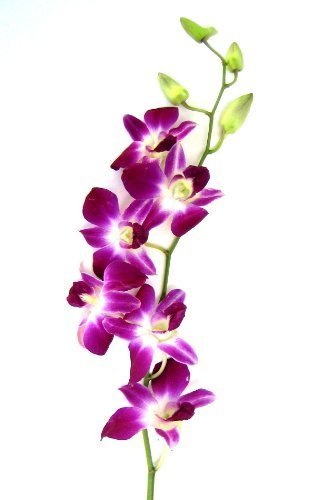 Fresh Cut Purple Orchid With Custom Printed Ribbon (30 Stems With Vase)