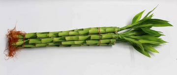 Athenas Garden Lucky Bamboo Stalks with Green Shoot 12, B-SS12