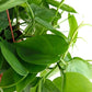 Shop Succulents Philodendron Cordatum Heartleaf Plant, Live Indoor Houseplant, Easy Care Trailing Plant For Home Decor, Office,
