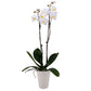 DecoBlooms Living White enhanced Double Stem Orchid Plant - 5 inch Blooms - Fresh Flowering Home D?cor  DB00964