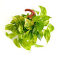 Shop Succulents Pothos Neon Queen Indoor Plant, Low Maintenance, 6 Inch Pot, Vibrant Neon Green and White Variegated Leaves