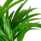 Shop Succulents Areca Palm, Live Indoor Plant, Low Maintenance Tropical Palm, Ideal For Home Decor, Office, And Room Enhancement