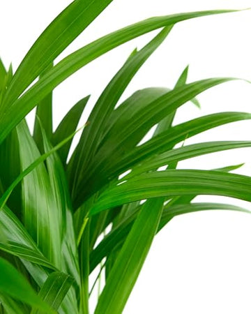 Shop Succulents Areca Palm, Live Indoor Plant, Low Maintenance Tropical Palm, Ideal For Home Decor, Office, And Room Enhancement