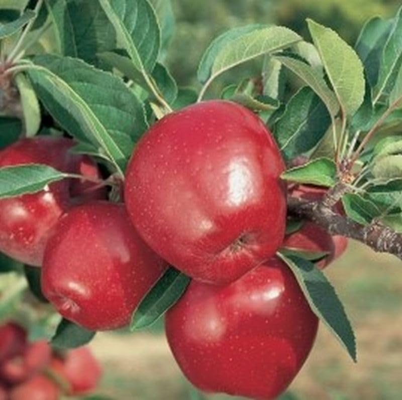 Generic Red Delicious Apples, Fresh Fruit, Usa Grown, Non-Gmo, Bulk (2 Pounds)