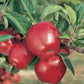 Generic Red Delicious Apples, Fresh Fruit, Usa Grown, Non-Gmo, Bulk (5 Pounds)