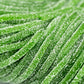 Fruidles Licorice Laces, Long Shoestring Candy Straws, Soft Chewy, Gelatin-Free, Party Favor (Sour Green Apple Laces, 1 Pound)