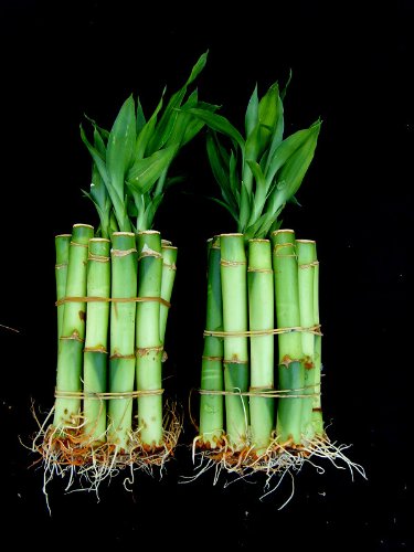 20 Stalks Of 4 Inches Straight Lucky Bamboo