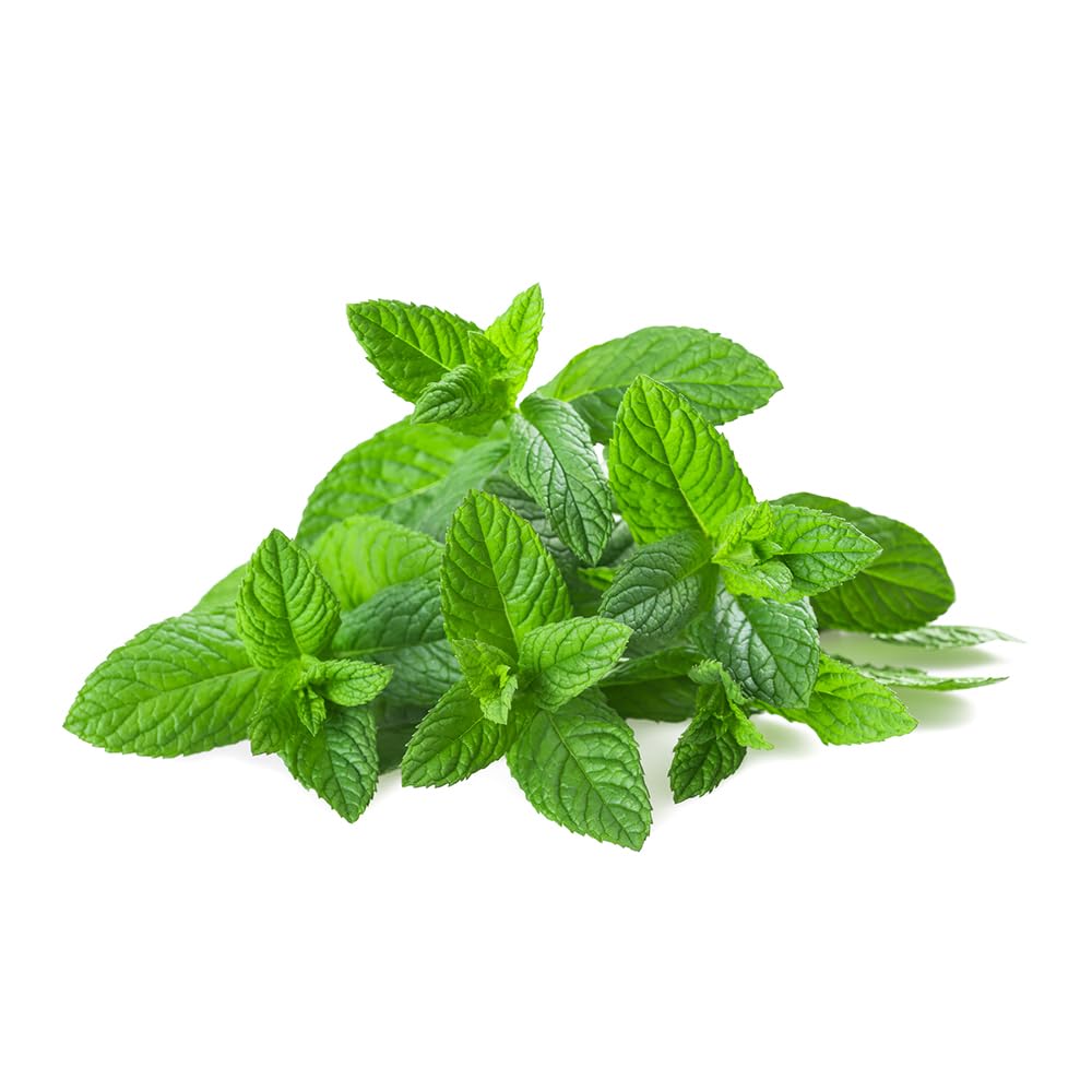 OliveNation Peppermint Extract - 8 ounces - Cool and refreshing - baking-extracts-and-flavorings
