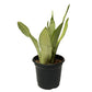 Silver Snake Plant - Live Plant In A 4 Inch Growers Pot - Sansevieria Trifasciata 'Moonshine' - Beautiful And Elegant Easy Care
