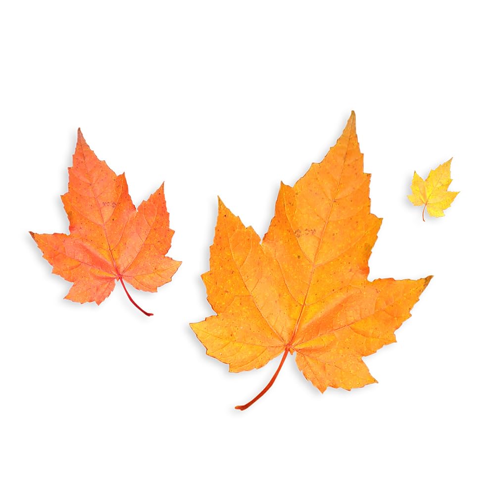 Maple Extract, 32 Fl Oz