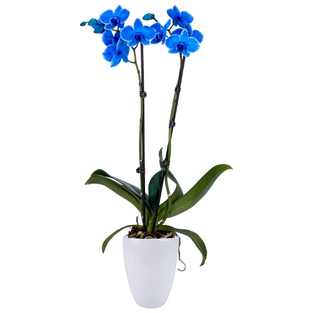 Decoblooms Enhanced Blue Orchid Live Indoor Plant - 5 Inch Blooms, Modern Pot Included, Gift Fresh Flowering Home Decor For Anniversary, Birthday, Congratulations, Get Well, Sympathy, Thank You