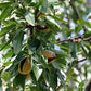 Food to Live Organic Pistachios, 1 Pound In Shell, Dry Roasted with Sea Salt, Non-GMO, Kosher, Vegan, Bulk