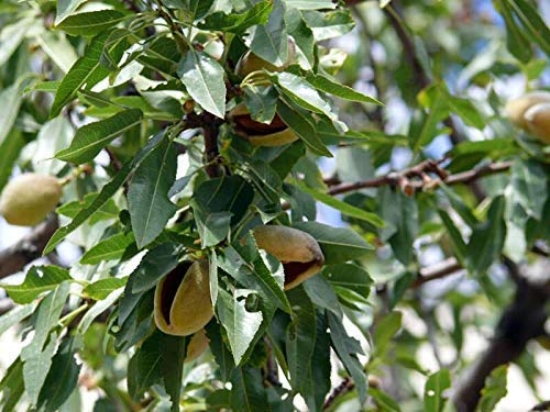 Food to Live Organic Pistachios, 1 Pound In Shell, Dry Roasted with Sea Salt, Non-GMO, Kosher, Vegan, Bulk