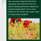 Traditional Medicinals Roasted Dandelion Root Herbal Tea, 16 ct