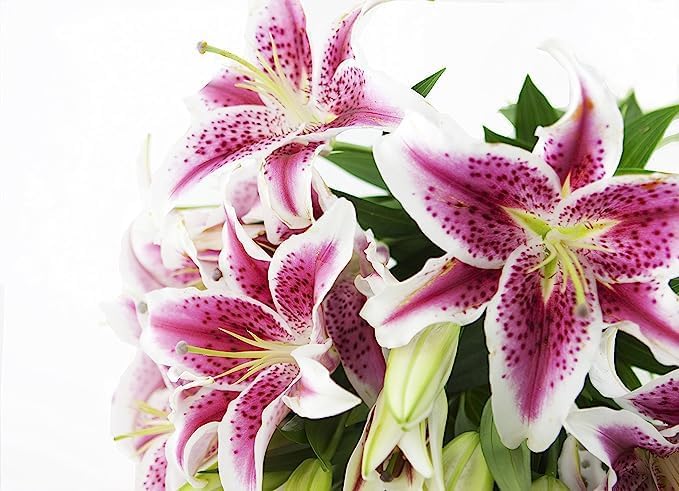 KaBloom PRIME NEXT DAY DELIVERY - Fall Collection - Barbie Pink Lily: Bouquet of 5 Fresh Pink Stargazer Lily . Gift for Birthday