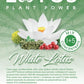 Lotus Plant Power White Lotus Plant Energy Drink Concentrate, Natural Caffeine, Pure Cane Sugar, 64 fl oz