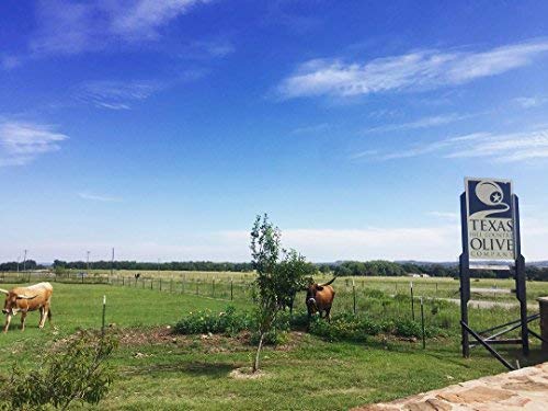 Texas Hill Country Olive Co Jalapeno Infused Olive Oil - Cold Pressed Gourmet EVOO - 16.9 Fl Oz - No Artificial Flavors