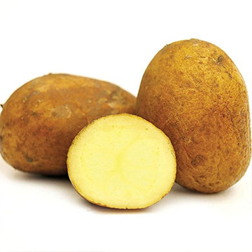 German Butterball Potato - 6 Tubers