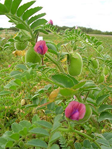 Organic Garbanzo Beans (ChickPeas)-Raw/Non-GMO/Kosher Sproutable Low Sodium Bulk Vegan Dietary Fiber (10LB)