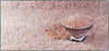 Bolivian Pink Sea Salt (Sal Rosa) from the Salts of the World Collection by Merchant Spice Co. (1 ounce)