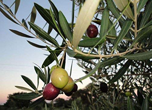 Texas Hill Country Olive Co Extra Virgin Olive Oil - Cold Pressed Gourmet Oil - 16.9 Fl Oz