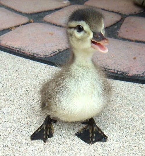Generic Fertile Duck Hatching Eggs - Barnyard Mix, 5+ Eggs
