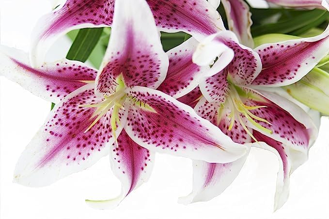 KaBloom PRIME NEXT DAY DELIVERY - Fall Collection - Barbie Pink Lily: Bouquet of 5 Fresh Pink Stargazer Lily . Gift for Birthday
