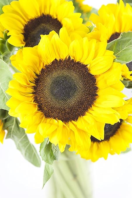 Kabloom Flowers - Sunflower Bouquet: 10 Bright Yellow Sunflowers Gift For Sympathy, Anniversary, Get Well, Thank You, Valentine, Mother’S Day Flowers