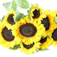 Kabloom Flowers - Sunflower Bouquet: 10 Bright Yellow Sunflowers Gift For Sympathy, Anniversary, Get Well, Thank You, Valentine, Mother’S Day Flowers