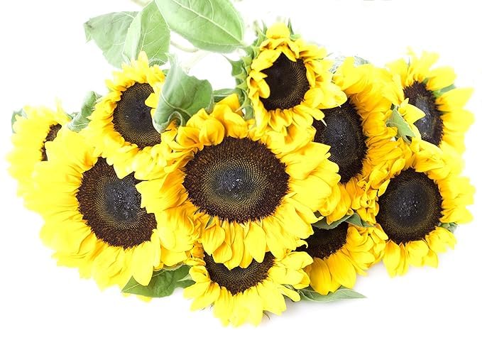Kabloom Flowers - Sunflower Bouquet: 10 Bright Yellow Sunflowers Gift For Sympathy, Anniversary, Get Well, Thank You, Valentine, Mother’S Day Flowers