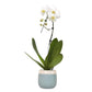 Large White Live Orchids Blooming In 5 Blue & White Orchid Pot, Pet Friendly Live Plant Gifts For Plant Lovers, Approx. 22+ Tall, Real Houseplants, Phalaenopsis Moth Flowers By Plants For Pets
