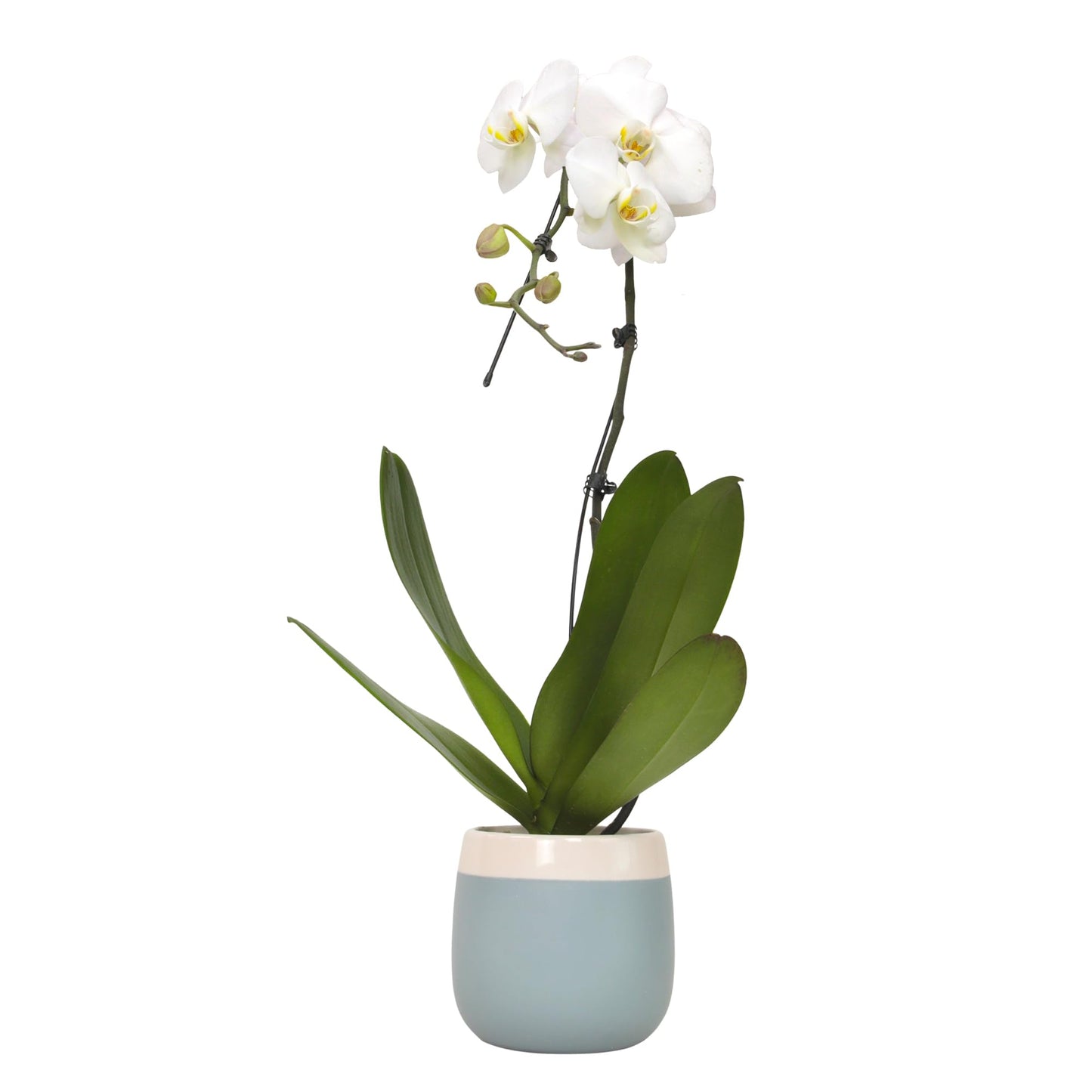 Large White Live Orchids Blooming In 5 Blue & White Orchid Pot, Pet Friendly Live Plant Gifts For Plant Lovers, Approx. 22+ Tall, Real Houseplants, Phalaenopsis Moth Flowers By Plants For Pets