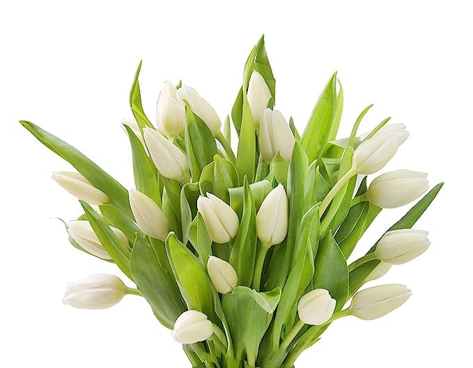 Kabloom Flowers - Mother'S Day Collection - Premium 20 White Tulips - Farm Direct Wholesale Fresh Flowers. Gift For Birthday, An