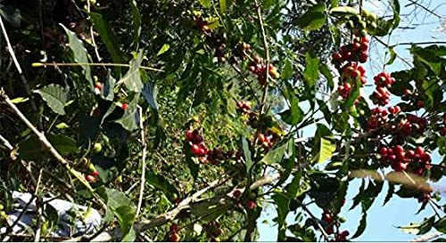 Ethiopian Yirgacheffe Green Unroasted Coffee Beans 1 Pound