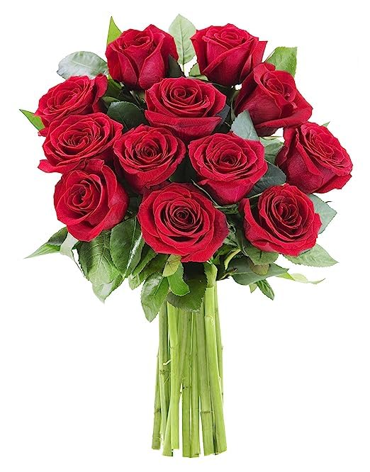 KaBloom Flowers - Mothers Day Collection - 12 Red Roses without vase  Gift for Birthday  Sympathy  Anniversary  Get Well  Thank You  Valentine  Mothers Day Fresh Flowers