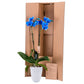 Decoblooms Enhanced Blue Orchid Live Indoor Plant - 5 Inch Blooms, Modern Pot Included, Gift Fresh Flowering Home Decor For Anniversary, Birthday, Congratulations, Get Well, Sympathy, Thank You