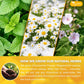 Premium Diverticulitis Tea Bags | 100% Natural Chamomile, Peppermint, Marshmallow Leaf, Wild Yam Root, Licorice & Ginger Herbal Blend