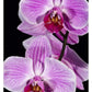 Orchid Flowering, Beveren-Waas, Belgium-Paper Art-14''X20''