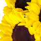 Kabloom Flowers - Sunflower Bouquet: 10 Bright Yellow Sunflowers Gift For Sympathy, Anniversary, Get Well, Thank You, Valentine, Mother’S Day Flowers