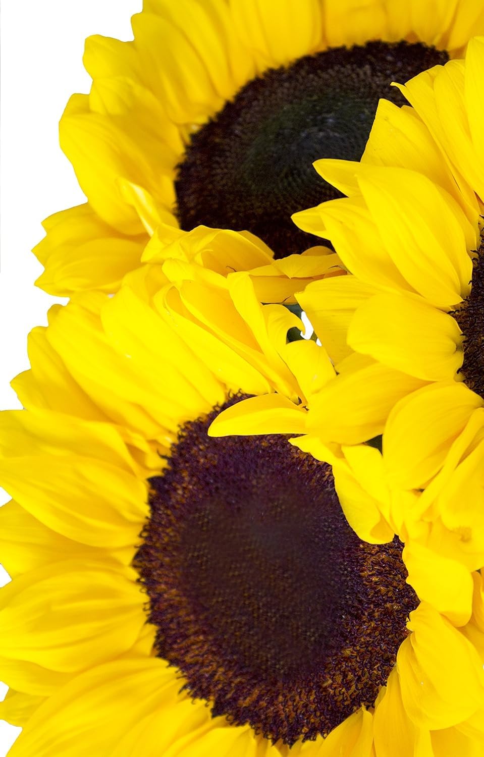 Kabloom Flowers - Sunflower Bouquet: 10 Bright Yellow Sunflowers Gift For Sympathy, Anniversary, Get Well, Thank You, Valentine, Mother’S Day Flowers