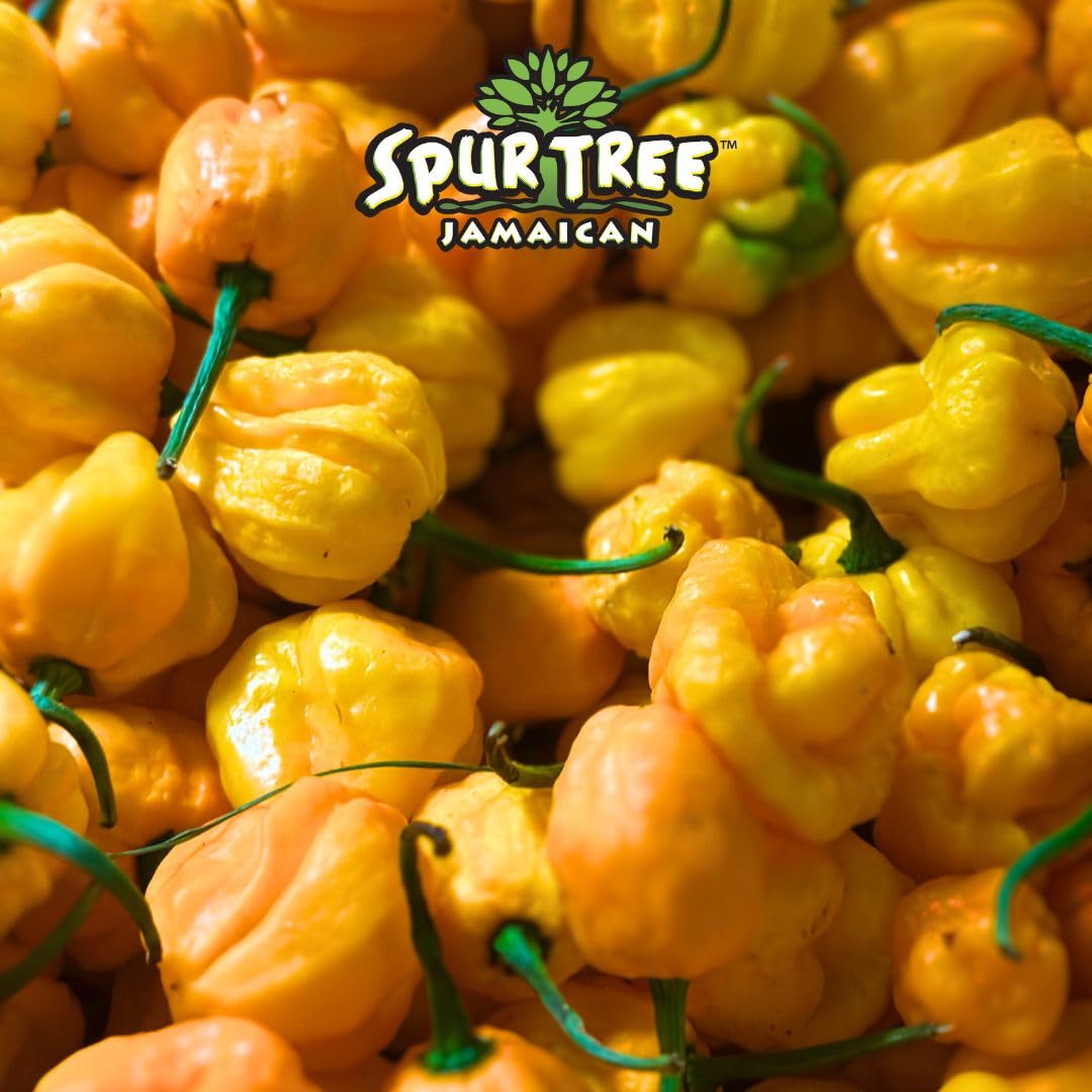 Spur Tree Jamaican Scotch Bonnet Pepper Sauce - Scotch Bonnet Hot Sauce for an Authentic Jamaican Experience - Scotch Bonnet Pep