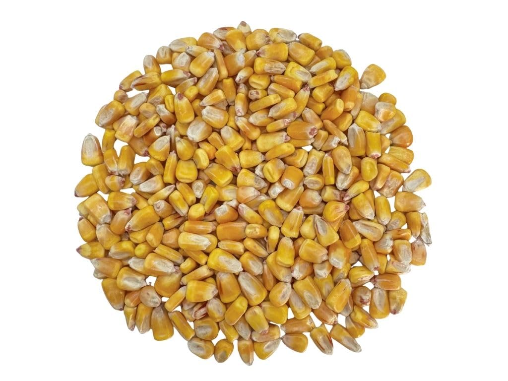 Yellow Corn (Ma?Z Amarillo) - 20Lb  Dried Whole Kernels
