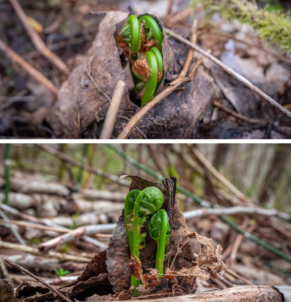 Wild Pickled Fiddleheads (Hot | 250ml - 8oz) | Local | West Coast Wild Foods