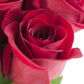 KaBloom Flowers - Mothers Day Collection - 12 Red Roses without vase  Gift for Birthday  Sympathy  Anniversary  Get Well  Thank You  Valentine  Mothers Day Fresh Flowers
